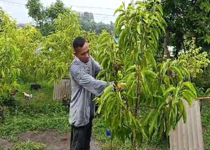 BUDIDAYA : Komang Agus Triada, warga Banjar Lebah, Klungkung, Bali, membudidayakan pohon bunga Cempaka.