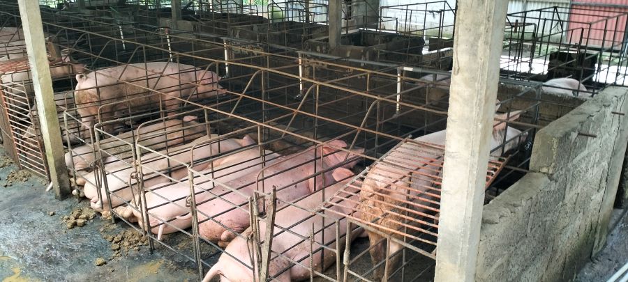 Kandang babi di perbatasan Banjar Kikik dan Banjar Geluntung Kelod, Desa Geluntung, Kecamatan Marga, Tabanan, Bali yang dikeluhkan warga.