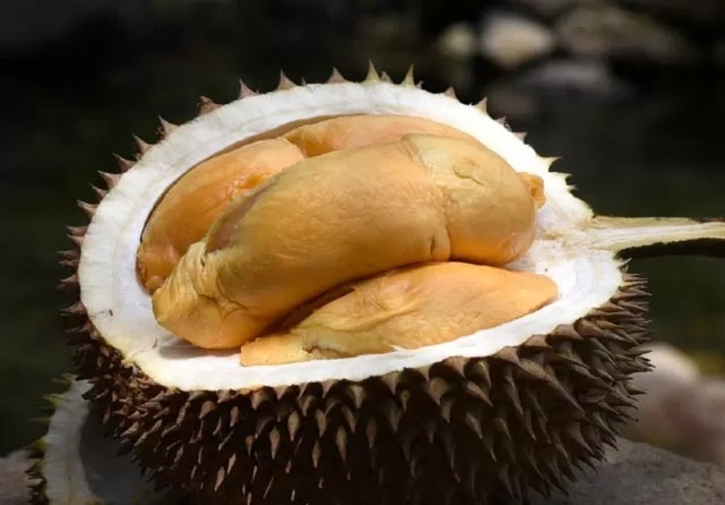 Durian oranye Banyuwangi. (Ramada Kusuma/Jawa Pos Radar banyuwangi)