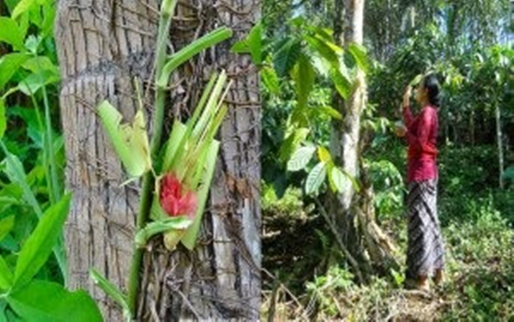 TATACARA: Tatacara melakukan pemujaan dan menghaturkan banten saat Hari Tumpek Bubuh beragam, tetapi mantranya memakai bahasa Bali yang disebut sesapa.