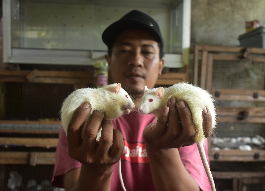 UNTUNG: Ida Bagus Raka Purnawan meraup untung hingga Rp 5 juta dari tikus. Ternyata ini rahasianya.