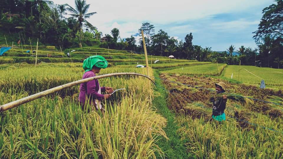 IBU HAMIL: Upacara untuk padi di Bali mirip seperti memperlakukan ibu yang sedang hamil, diberi rujak, obat-obatan hingga alat untuk melahirkan.