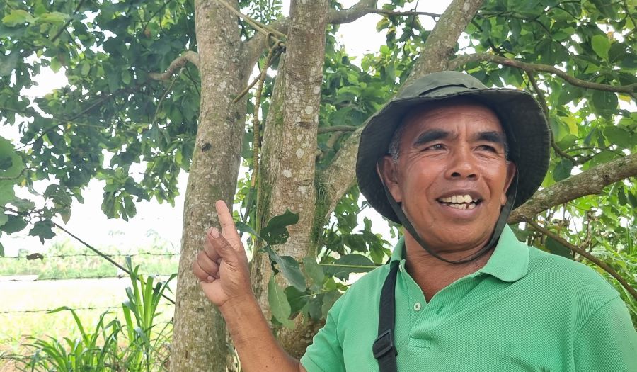 Made Estra yang dibudidayakan di Desa Gobleg, Buleleng, Bali sejak 2015.