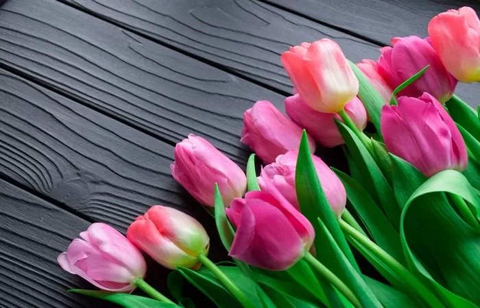 Ilustrasi bunga tulip. (Unsplash/Catia Climovich)