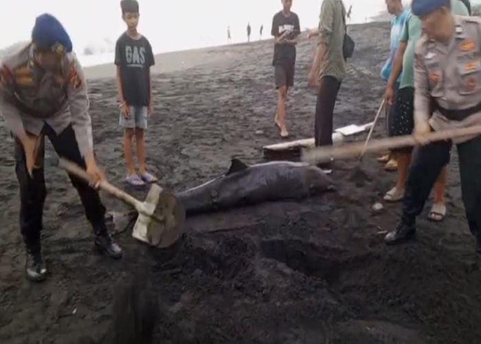 TERDAMPAR : Evakuasi lumba-lumba terdampar di Pantai Watu Klotok.