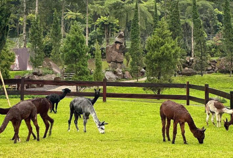 Bali Farm House menjadi salah satu tempat wisata yang sedang viral di Bedugul Bali