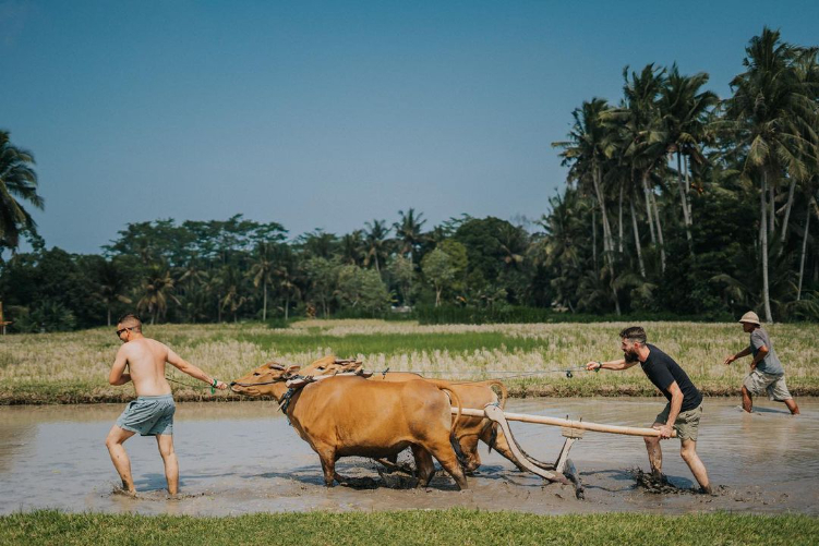 Wisatawan diajarkan mengenal kebudayaan masyarakat Guliang Kangin Bangli di Bali Rural Commune
