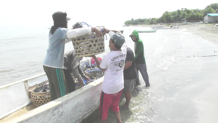 Panen perdana ikan bandeng yang dibudidayakan di tengah laut dengan metode keramba tancap.