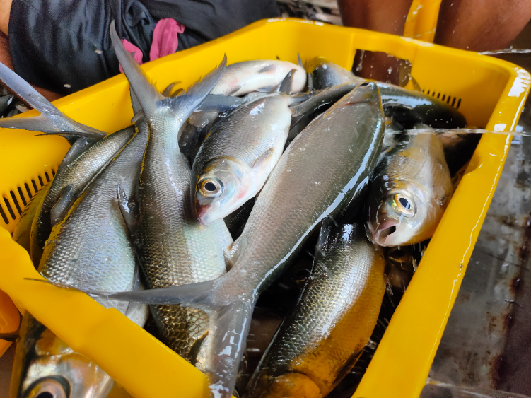 Ikan bandeng yang dipanen dari keramba tancap laut di Desa Patas, Kecamatan Gerokgak, Buleleng