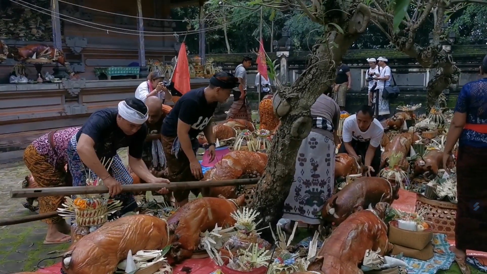 USABA SUMBU: Desa Adat Timbrah, Karangasem Bali memiliki tradisi unik bernama Usaba Sumbu. Rangkaian prosesinya cukup panjang.