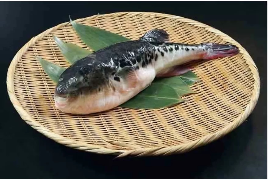 Ikan Buntal