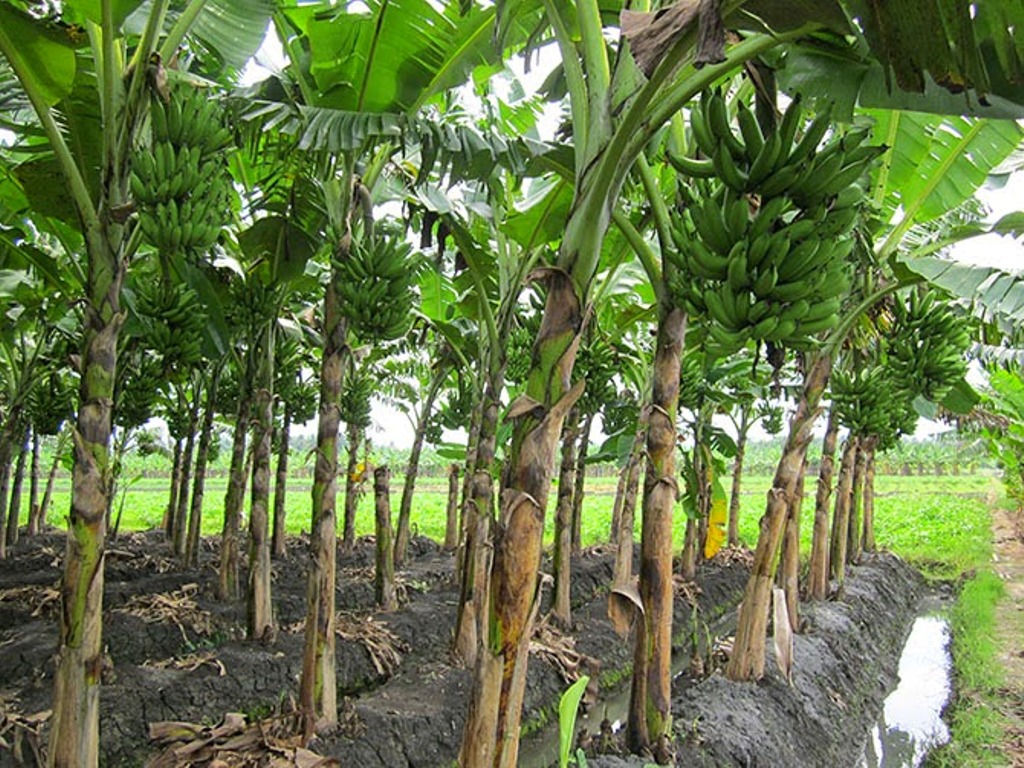 Pohon Pisang