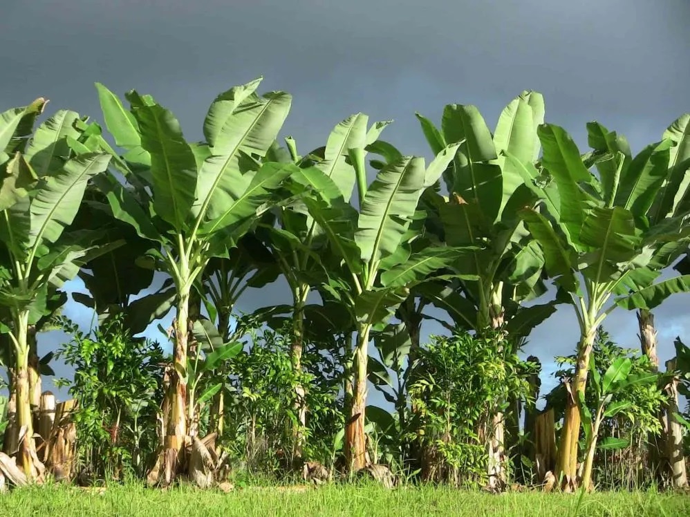 Pohon pisang