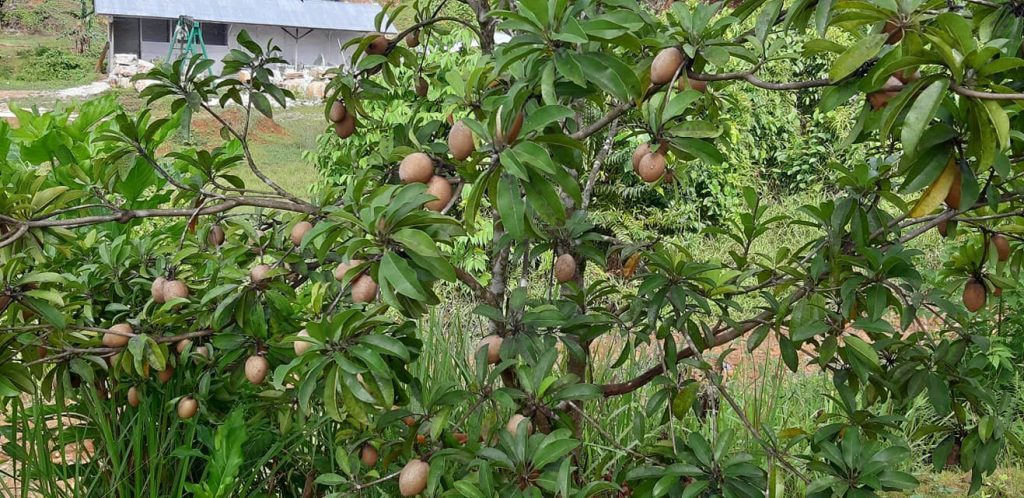 Pohon Sawo