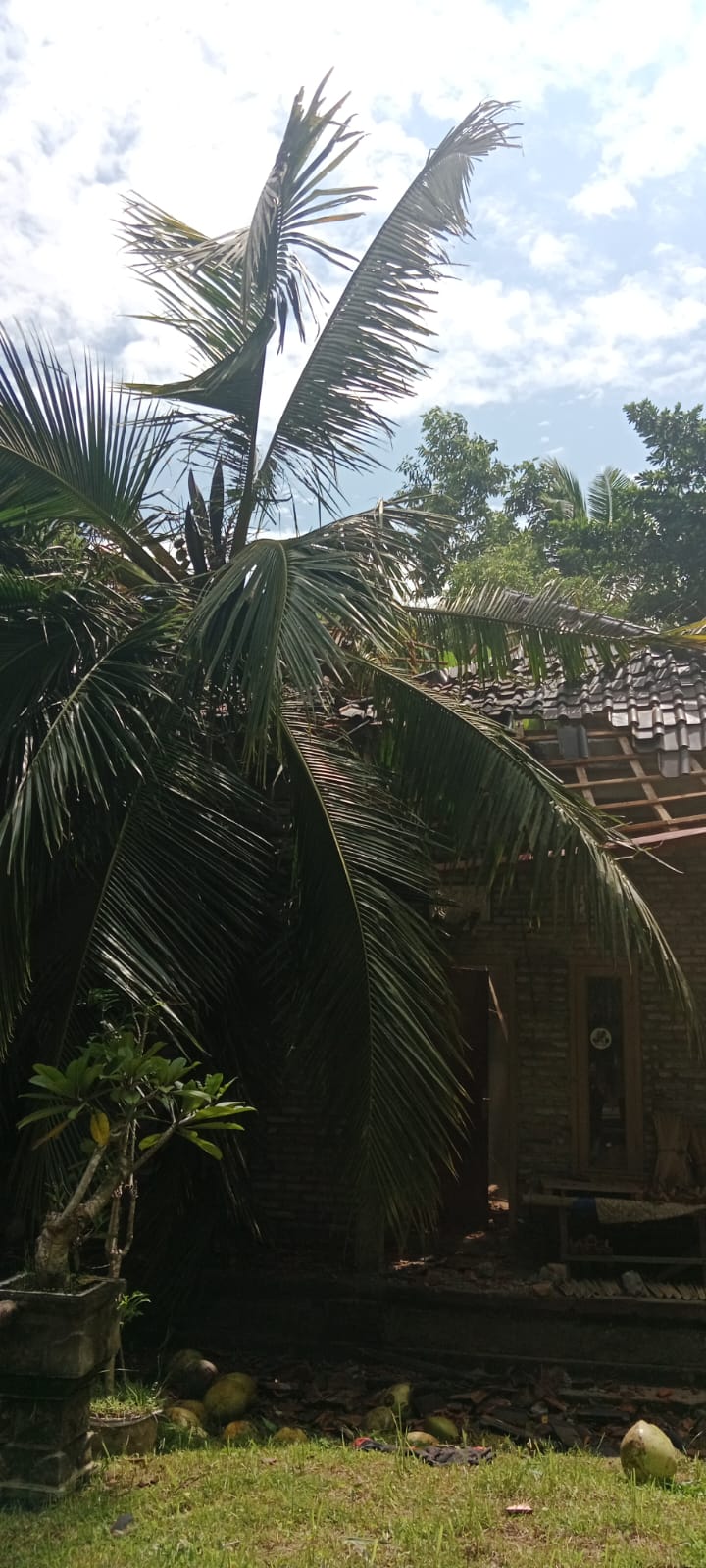 Pohon tumbang menimpa rumah warga Kelurahan Kubu, Kabupaten Bangli, Bali, Rabu, 13 Maret 2024.