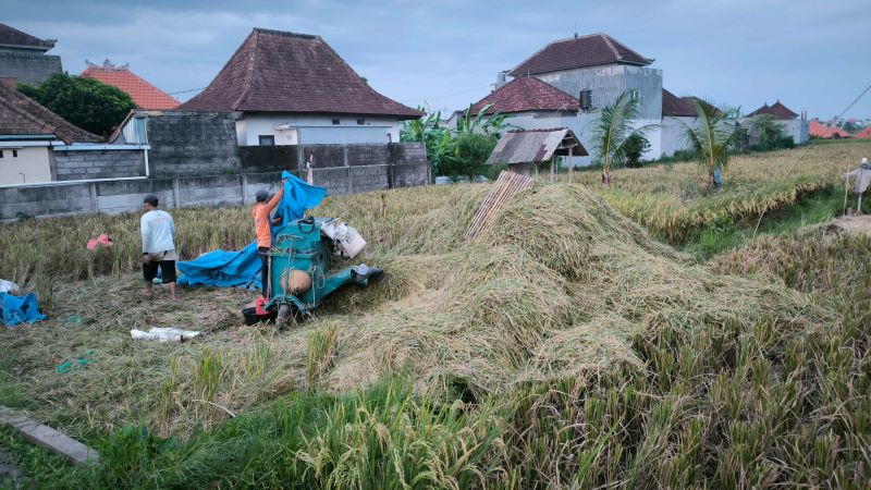 Petani di Kota Denpasar mulai panen padi, Rabu, 13 Maret 2024.