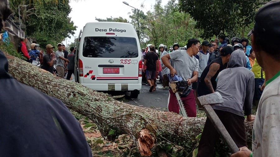 Bencana pohon tumbang di Banjar Kiadan, Desa Pelaga, Kecamatan Petang, Kabupaten Badung, Bali, Rabu, 13 Maret 2024.