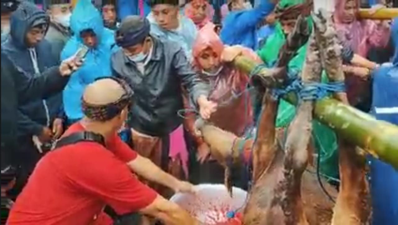 BAKARAN: Sapi betina sebagai sarana untuk tradisi Ngaturang Bakaran di Desa Adat Selulung, Kintamani, Bangli, Bali.