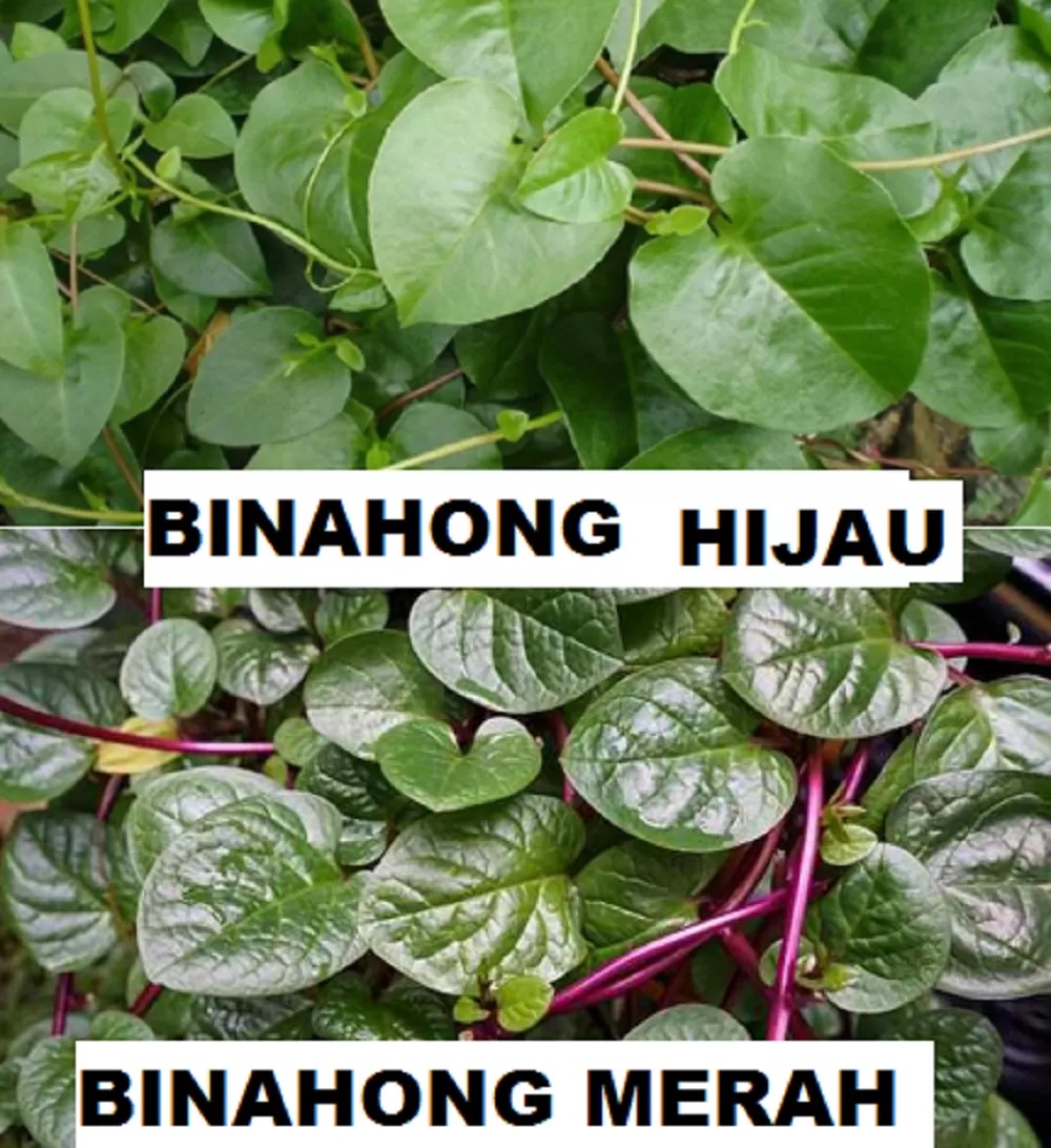 binahong