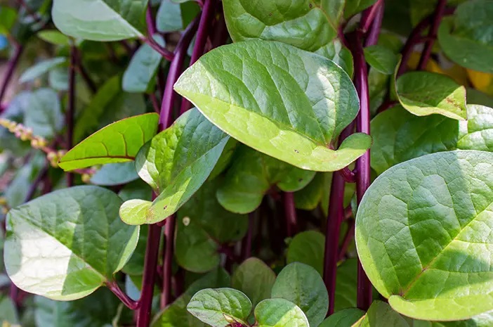 Daun Binahong