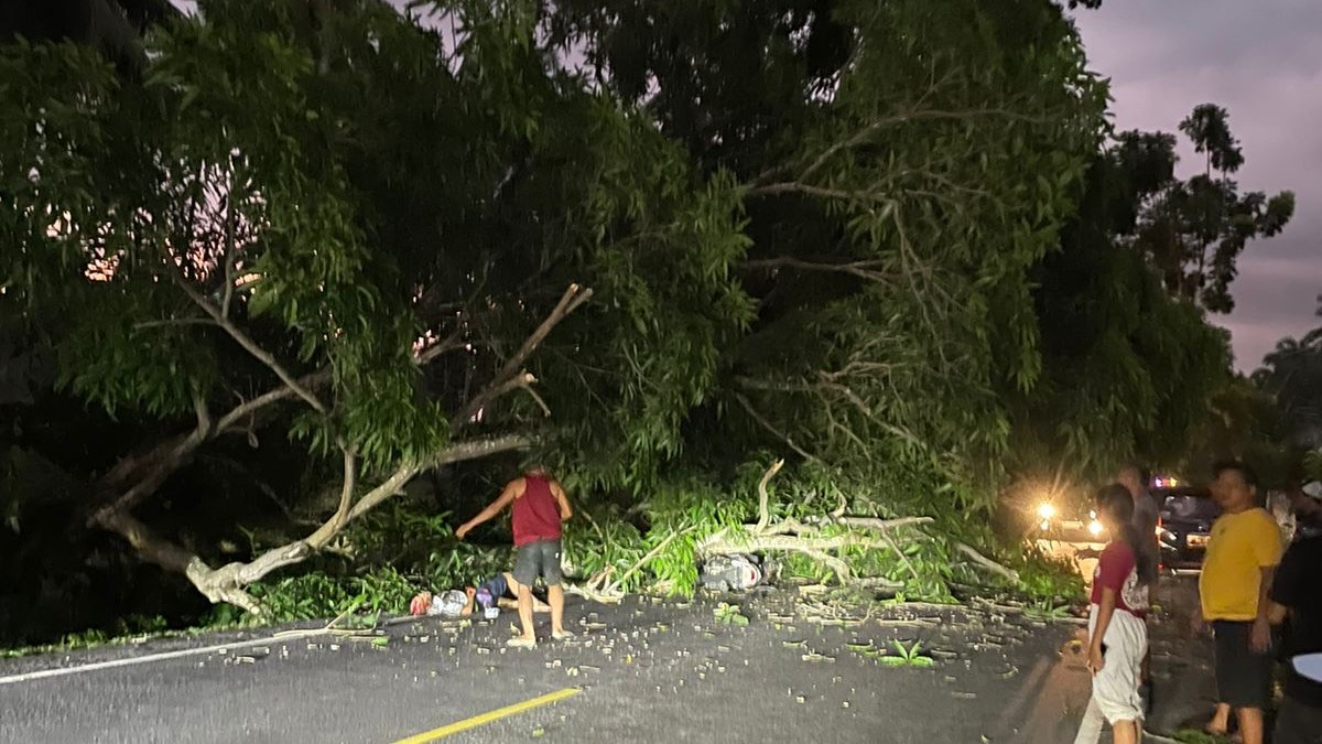 Pohon tumbang di Kabupaten Jembrana, Bali menimpa ayah dan anak, Selasa, 19 Maret 2024.