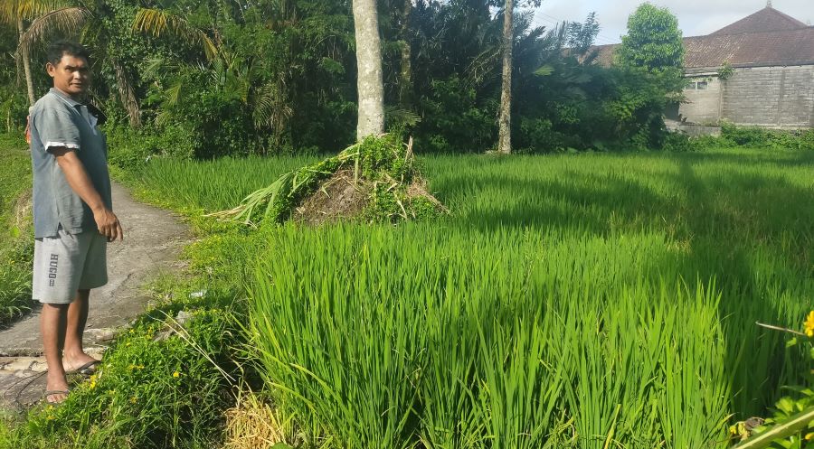 Lahan di Karangasem yang sebelumnya ditanami salak ini telah menjadi sawah.