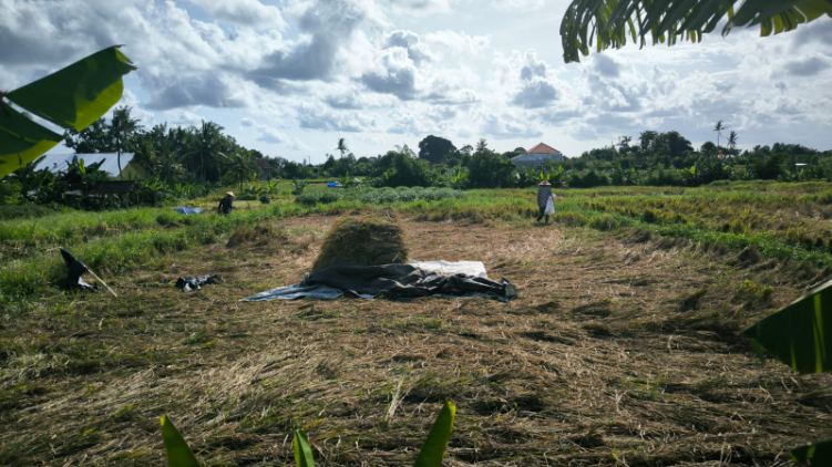Penerapan sistem pertanian presisi dengan menggunakan sarana drone di Subak Umadesa