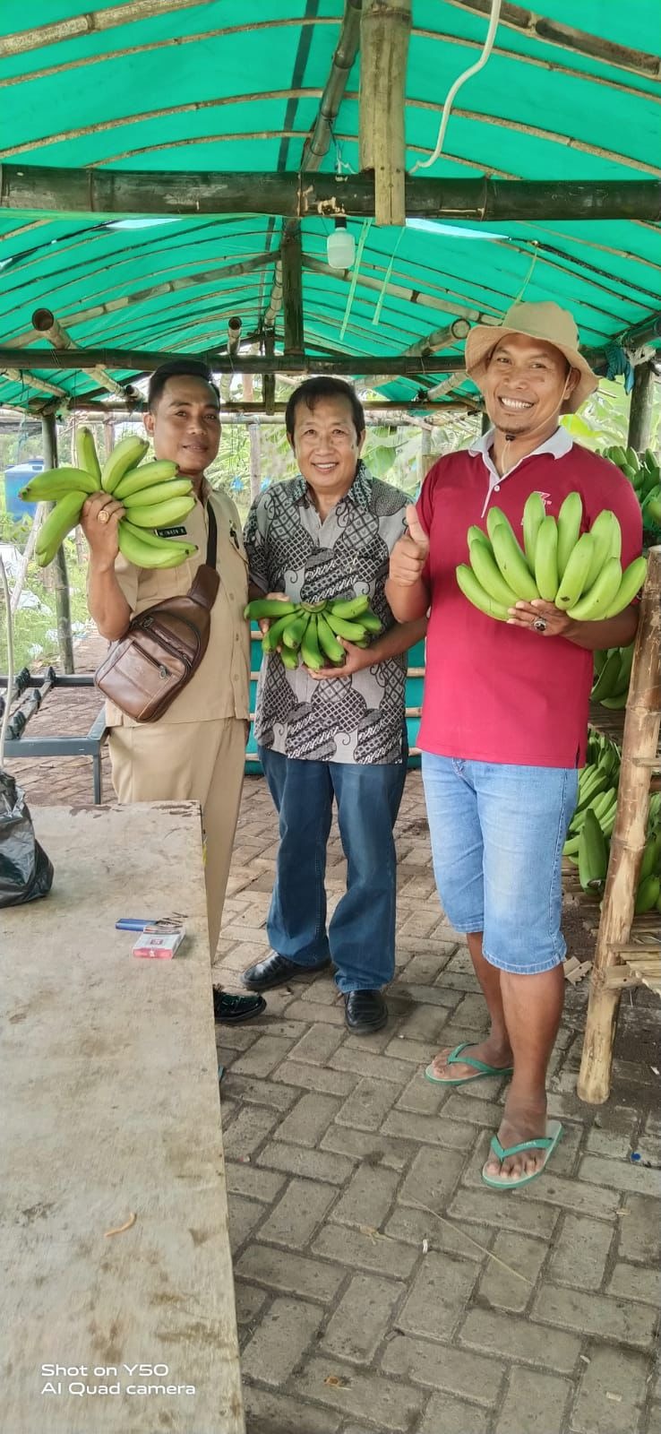 BINAAN: Klaster Usaha Pisang Cavendish Sumber Makmur Organik Wonorejo merupakan salah satu klaster usaha binaan BRI.