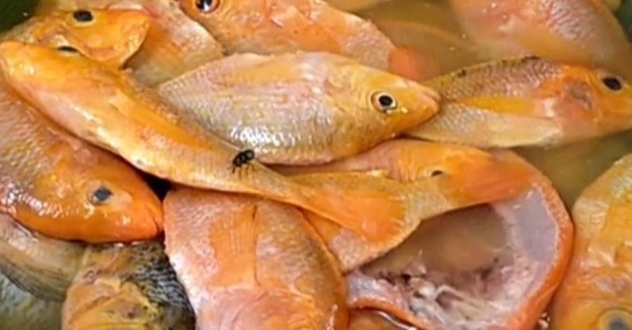 Red devil hasil tangkapan siap diolah menjadi ikan crispy oleh salah satu warga Bangli.