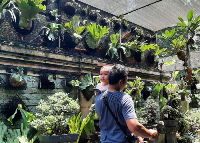 REDUP : Tren Platycerium atau simbar yang sempat booming pada tahun 2023, kini mulai meredup.