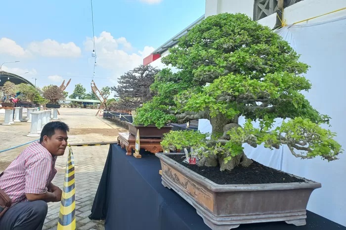 KUNJUNGI: Pencinta bonsai kunjungi pameran nasional yang diikuti oleh Perkumpulan Penggemar Bonsai Indonesia (PBBI) dari sejumlah wilayah di Gedung Serba Guna Dewi Sri. (FIKRI THOHARUDIN/RADAR KUDUS)