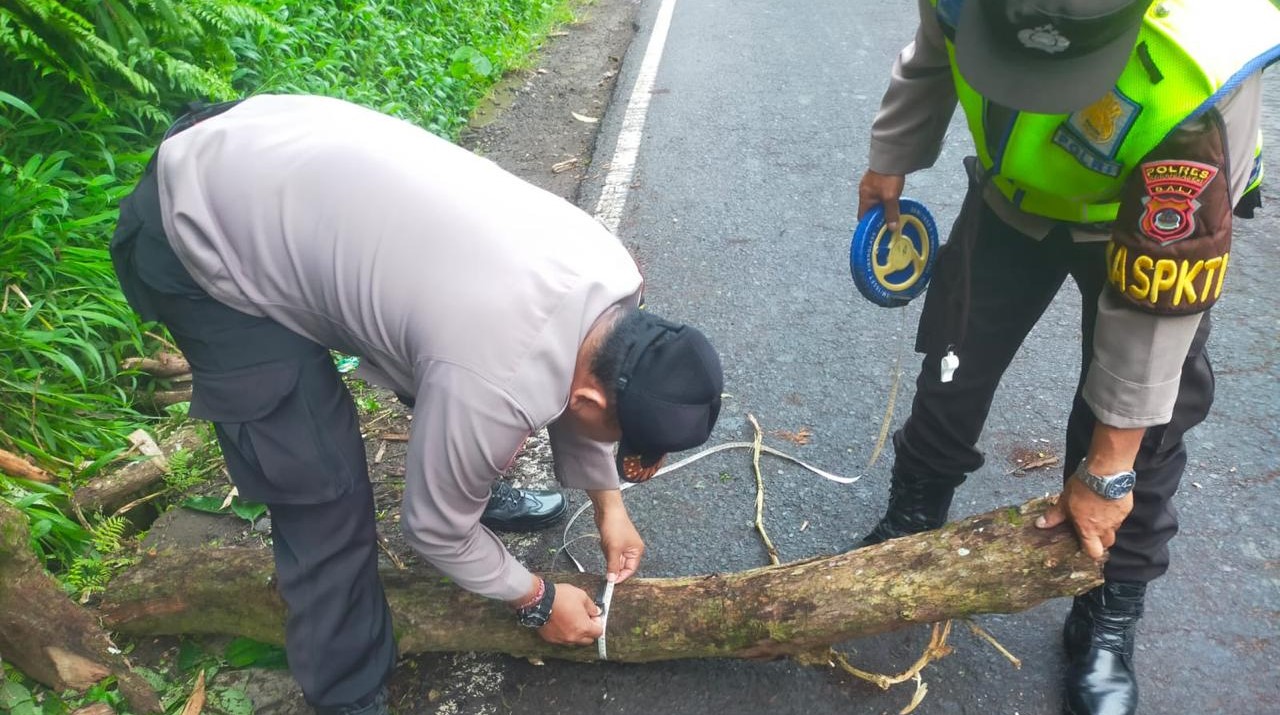 Polisi olah TKP pohon tumbang yang menimpa pemuda dalam perjalanan pulang dari Pura Agung Besakih, Karangasem, Bali,  Sabtu, 30 Maret 2024.