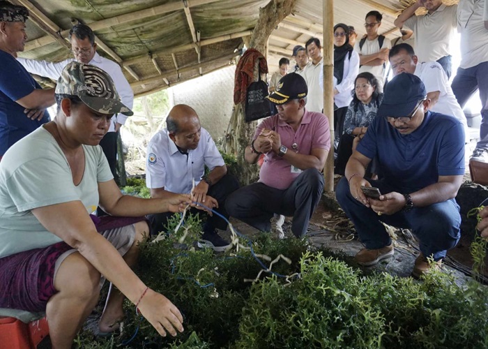 UNGGULAN : Kabupaten Klungkung memperkenalkan inovasi kluster unggulan rumput laut.