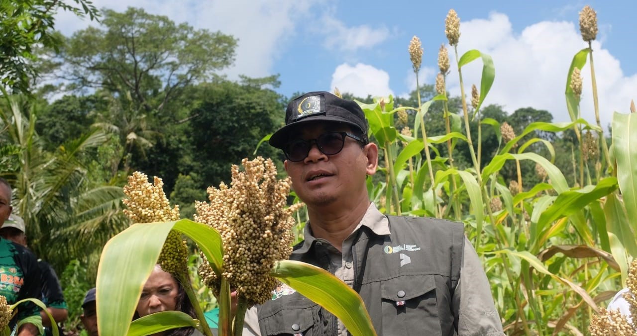 Panen sorgum di Desa Telaga Kecamatan Busungbiu, Kabupaten Buleleng, Bali, Rabu, 3 April 2024.