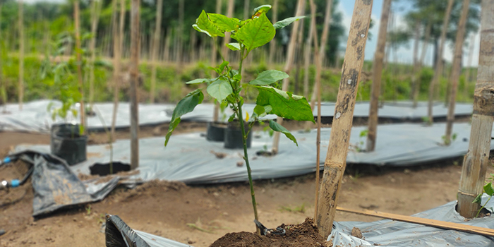 Sistem Lot : Cabai yang ditanam di lahan tidur Pemkab Buleleng dengan konsep Smart Farming menggunakan Iot. Sistem pertanian cerdas ini dijalankan bersama Konsultan Pertanian, Nengah Sumerta