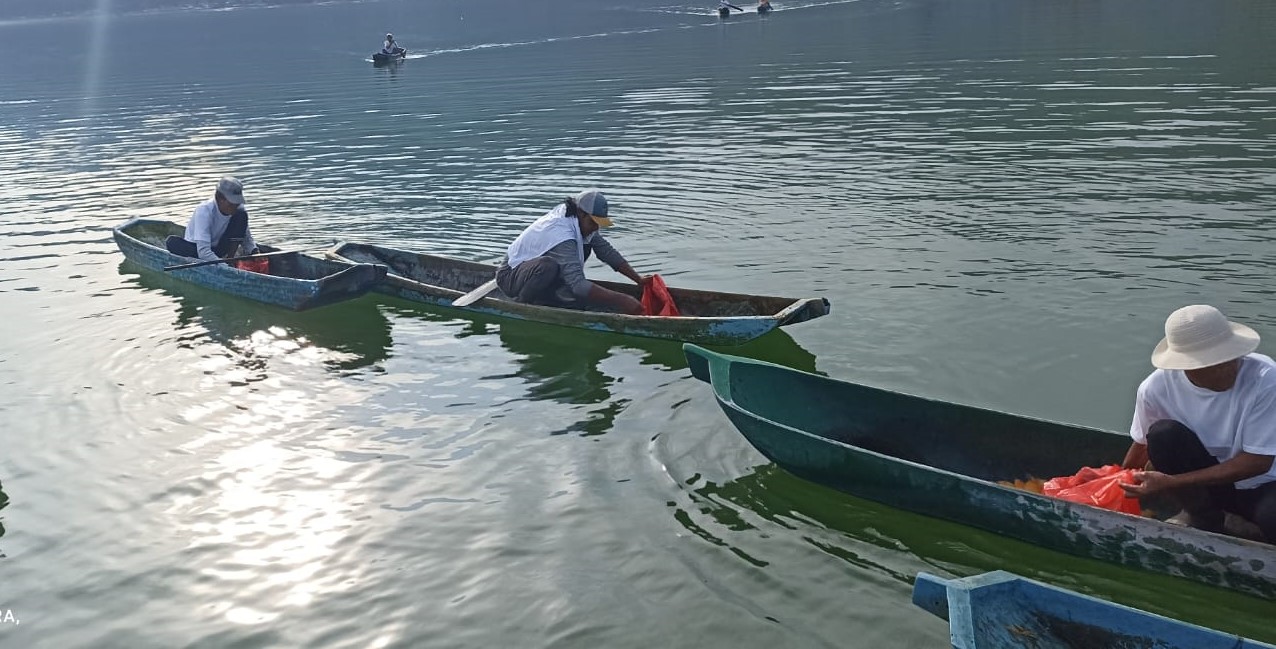 Nelayan menangkap red devil Danau Batur, Kecamatan Kintamani, Kabupaten Bangli, Bali.