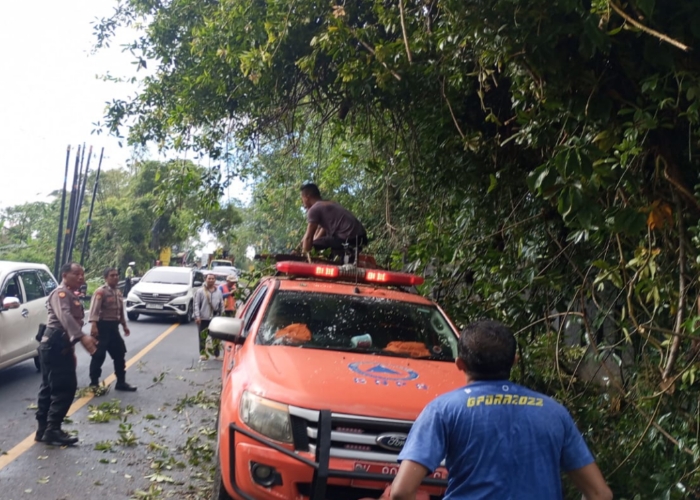 TUMBANG : Proses evakuasi pohon tumbang di Desa Pancung kecamatan Baturiti kabupaten Tabanan.