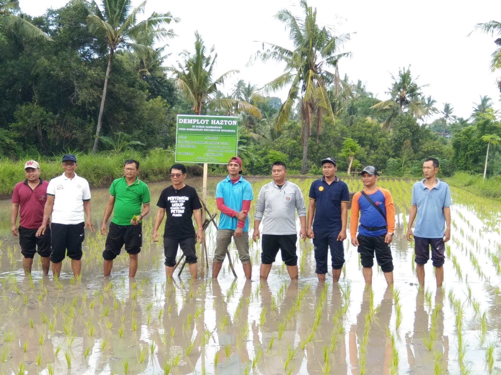 HASTON: Untuk meningkatkan produksi, penanaman padi Bali di Buleleng menggunakan metode Haston.