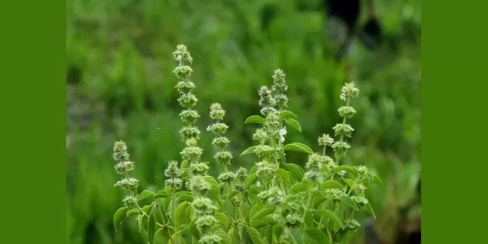 DAUN KEMANGI (PIXABAY)
