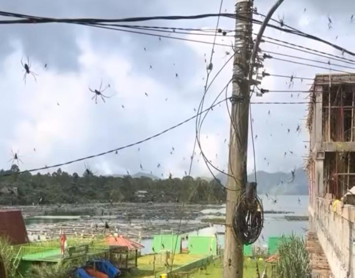 Bentangan sarang laba-laba yang cukup panjang diduga di Batur Kintamani