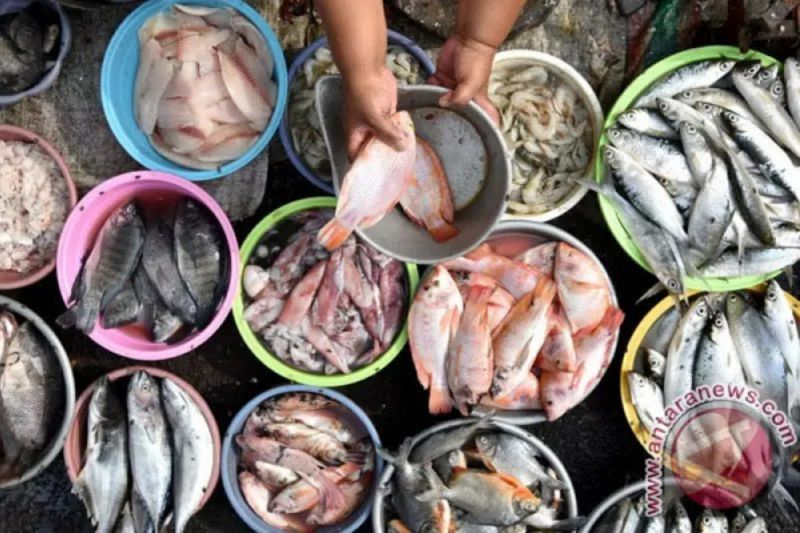UMPAN: Berbagai jenis ikan yang biasanya digunakan untuk umpan, ternyata memiliki banyak manfaat untuk mencegah kematian tahun 2050.