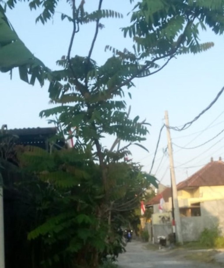 BERKHASIAT: Menurut Lontar Taru Pramana, pohon dan buah belimbing buluh memiliki beragam khasiat untuk kesehatan dan obat penyakit.