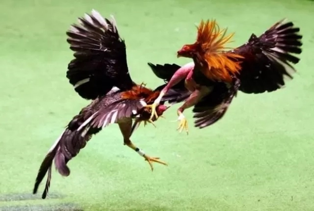 Perang Ayam