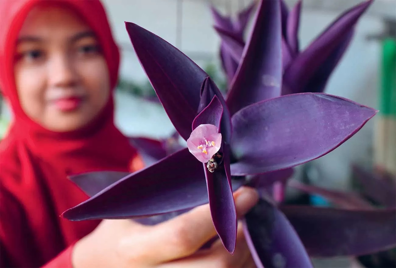 DISIRAM SEHARI SEKALI: Selain tanaman adam hawa berdaun ungu, ada juga jenis lain yang berdaun hijau pada bagian depannya. Namun, bagian belakangnya tetap ungu. (GUSLAN GUMILANG/JAWA POS)