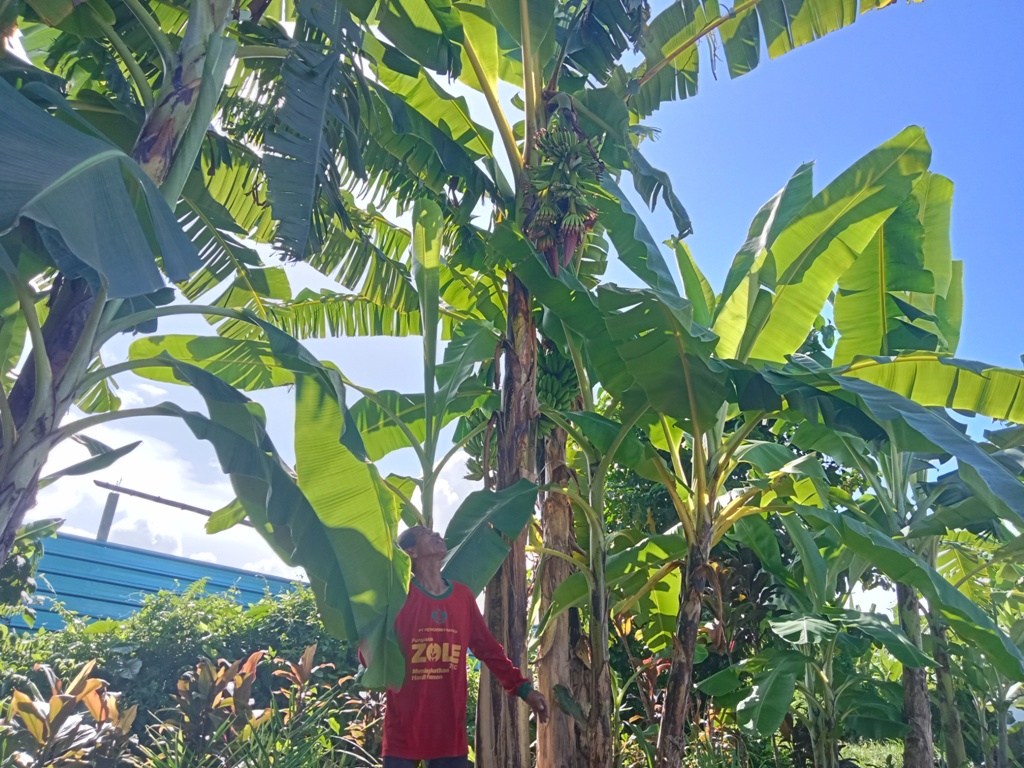 PISANG: Pohon pisang yang memiliki tandan bercabang tiga dan banyak jantung tumbuh di sawah warga Klungkung Bali ini dihubungkan dengan dewasa ayu.