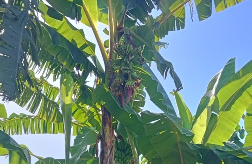 REZEKI NOMPLOK: Keberadaan pohon pisang yang memiliki tandan bercabang tiga dan banyak jantung di Klungkung Bali dikatakan rezeki nomplok.