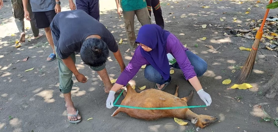 Dokter hewan di Taman Nasional Bali Barat (TNBB) memeriksa hewan yang jadi korban aksi perburuan liar.