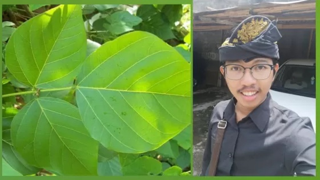 DAUN DADAP : Daun dadap dapat diolah menjadi loloh untuk meringankan demam berdarah. Penekun usada Bali Gede Sutana (Ist)