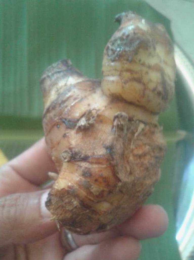 ISEN: Isen atau lengkuas merupakan salah satu bahan bumbu masak yang menurut lontar pengobatan Bali memiliki khasiat untuk obat.