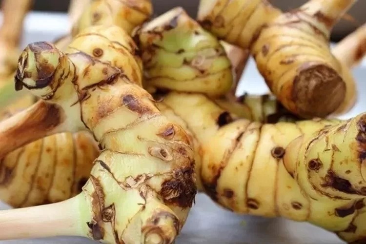 KESEHATAN: Isen atau lengkuas merupakan salah satu bahan bumbu masak yang memiliki berbagai khasiat untuk kesehatan, menurut lontar pengobatan Bali.